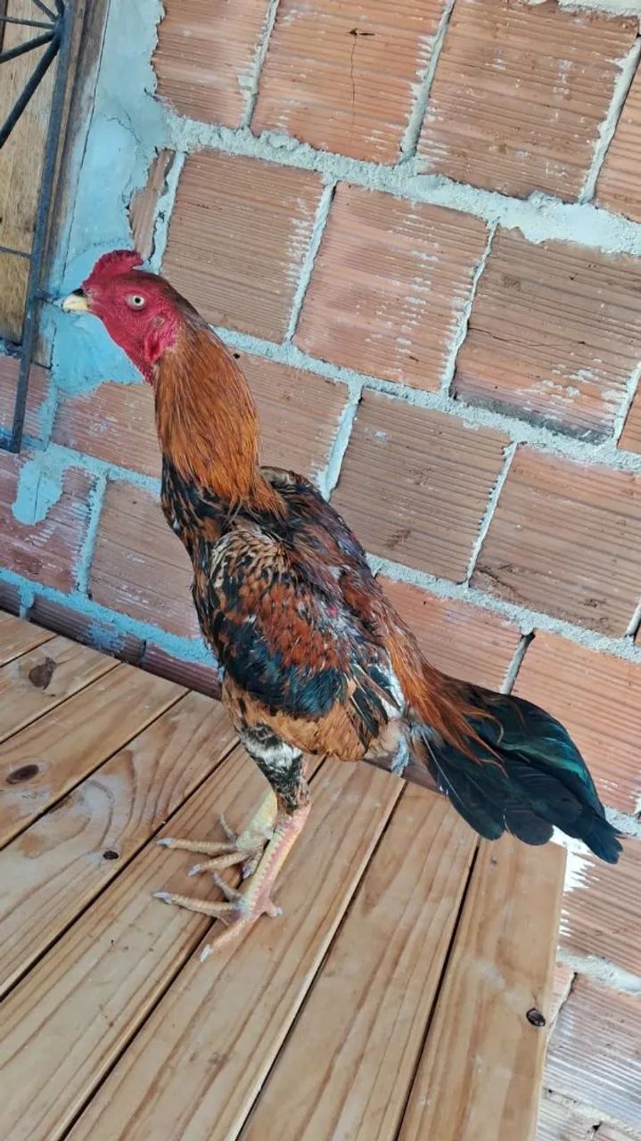 Galos mura 