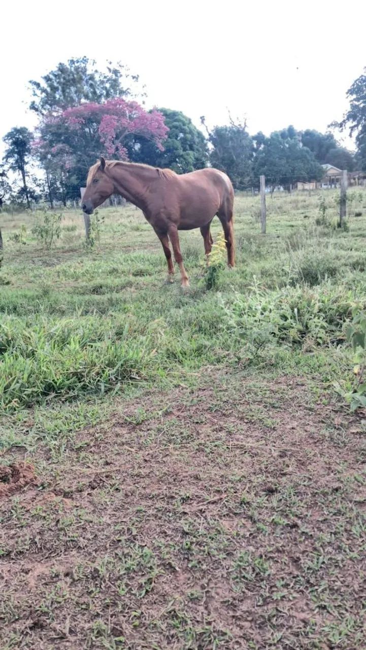 Vendo egua chucra - Foto 2