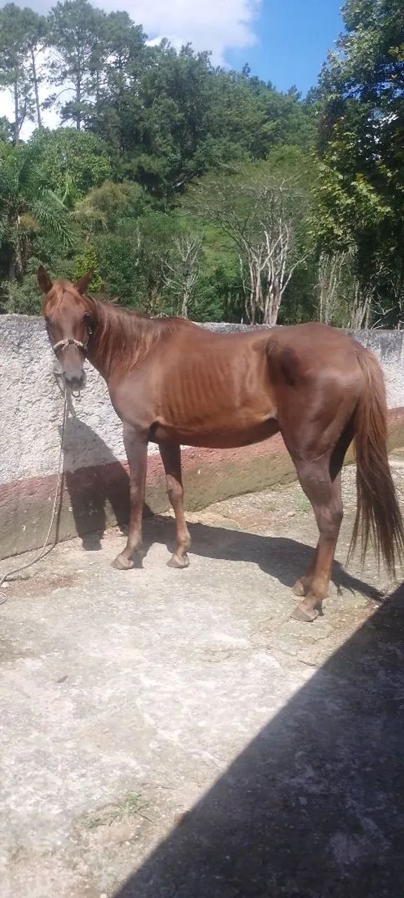 Égua mestiça de engate 