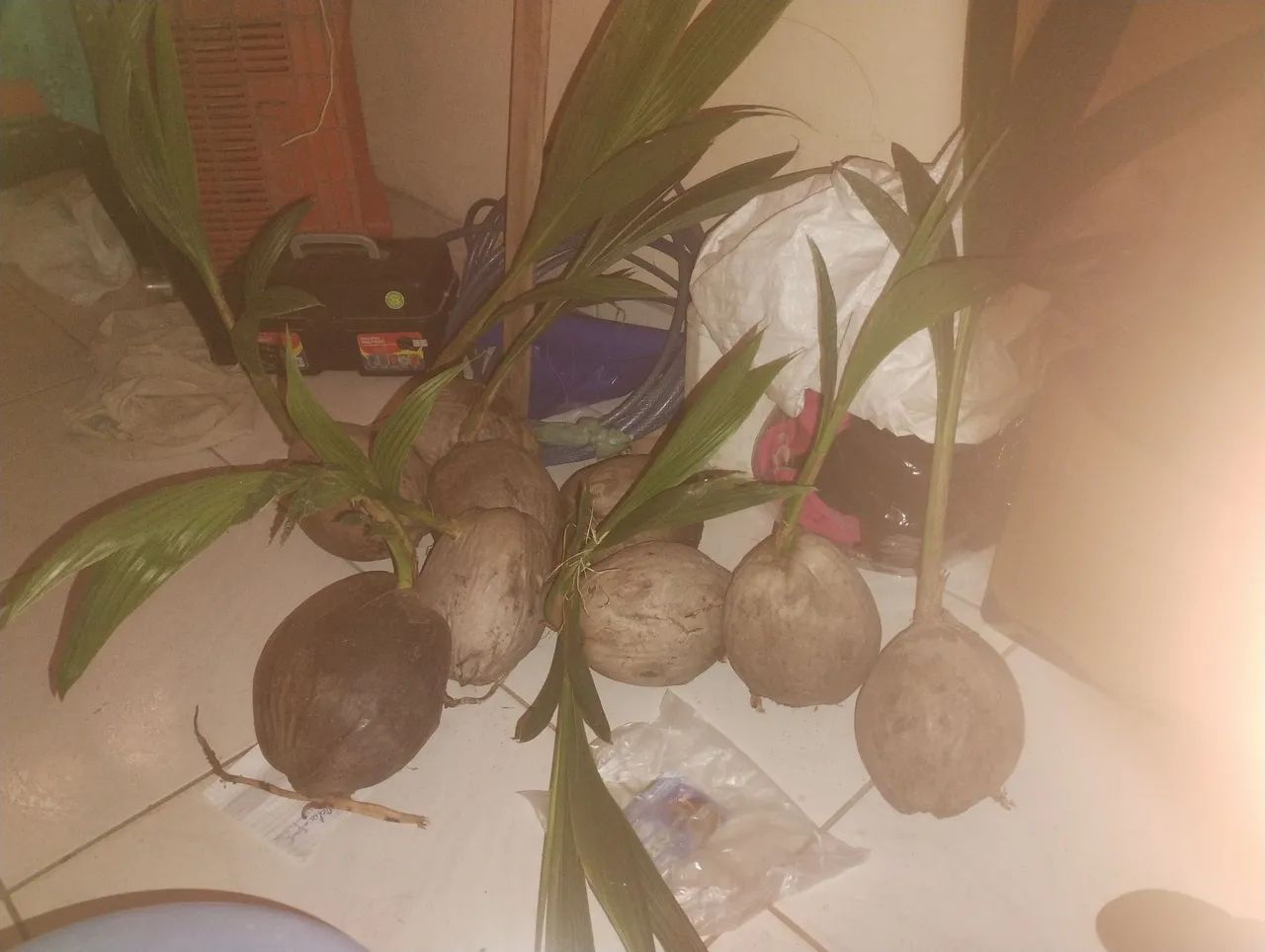 Pés de coqueiro anão 