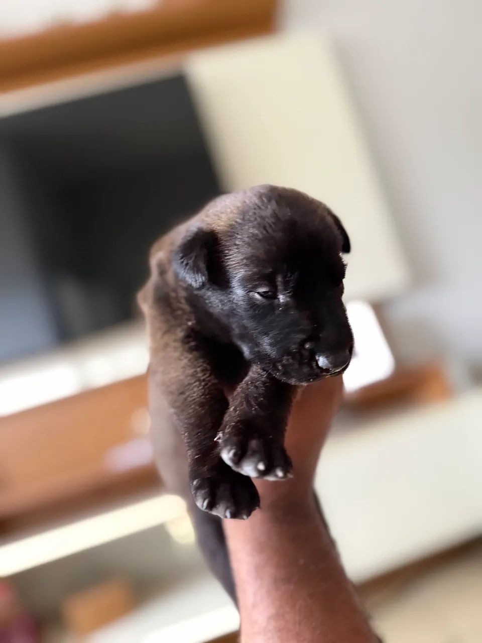Cachorro  - Foto 3