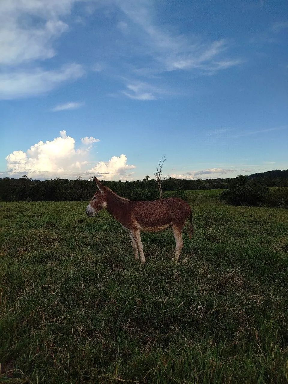 Jumenta vermelha  - Foto 2