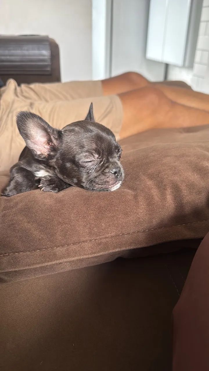 Bulldog francês - Foto 4