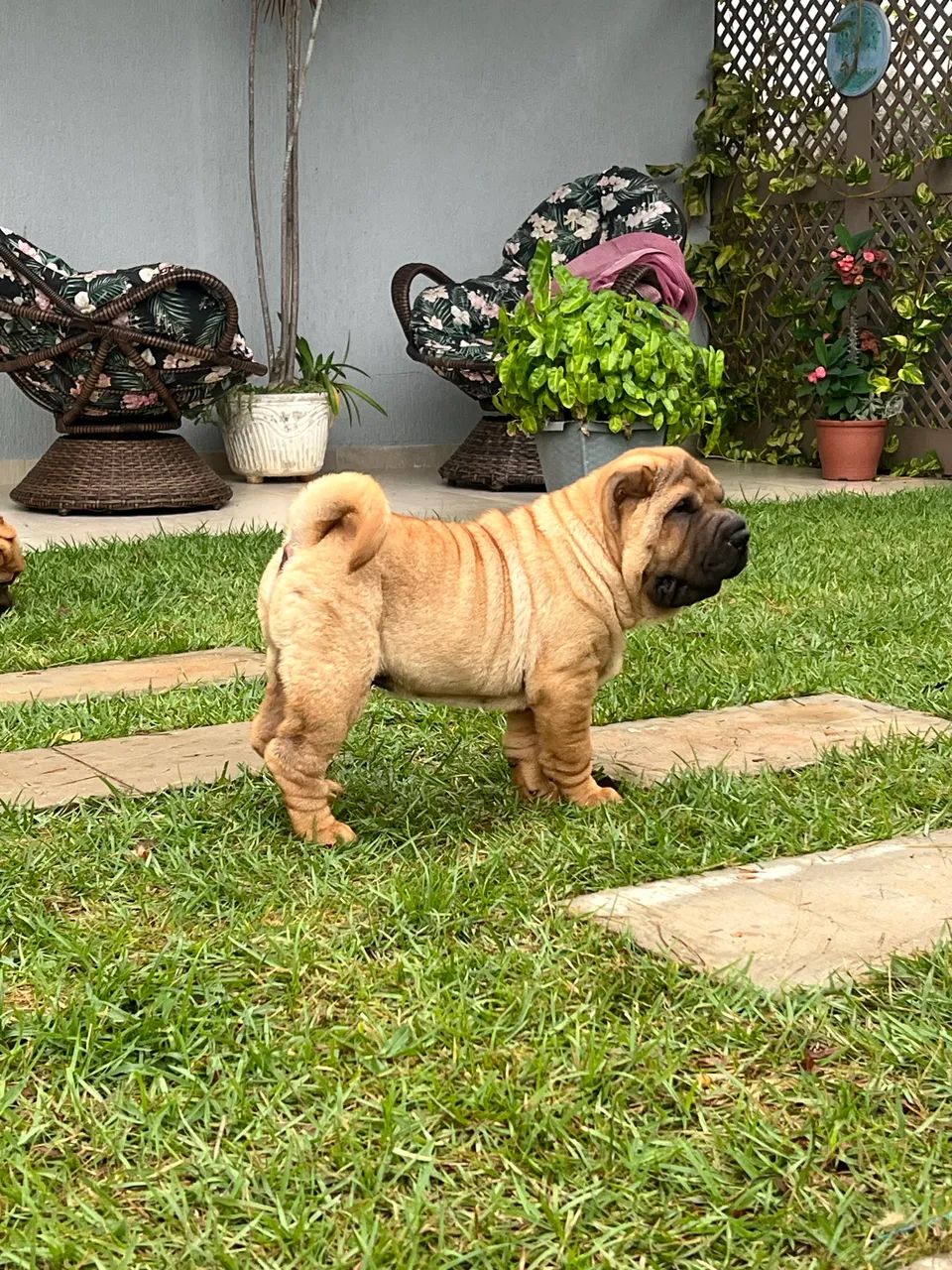 Lindos filhotes de Shar Pei  - Foto 5