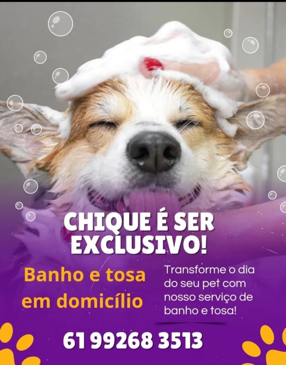 BANHO E TOSA EM DOMICÍLIO  - Foto 3