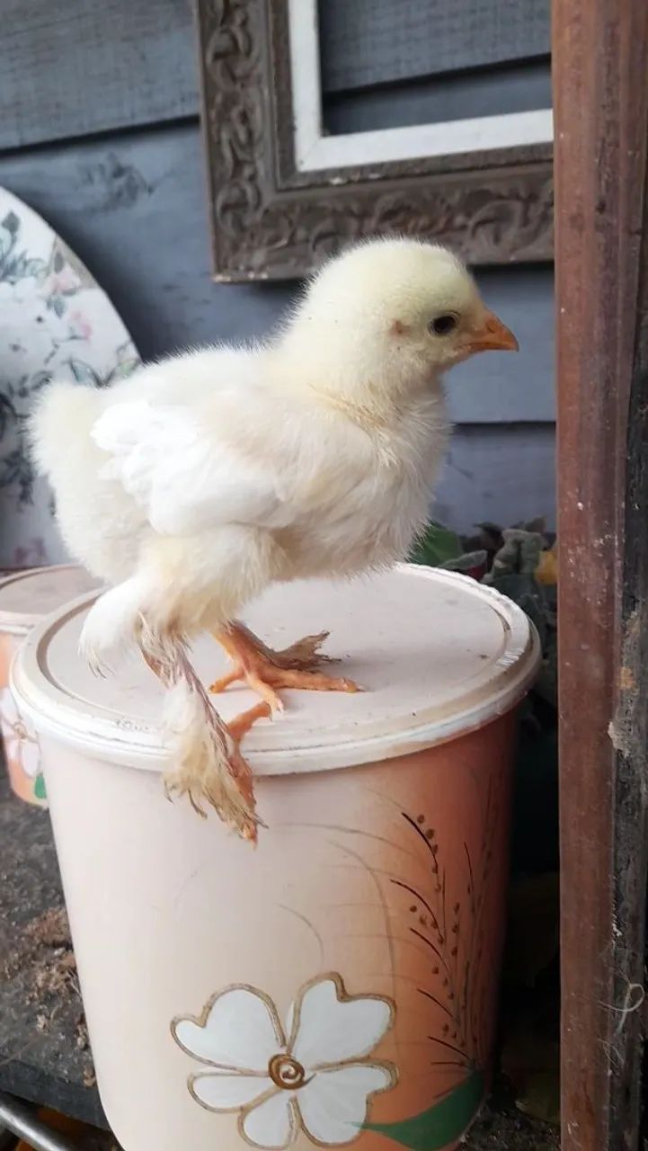 7 Pintinhos brahma white com 15 dias - Foto 5