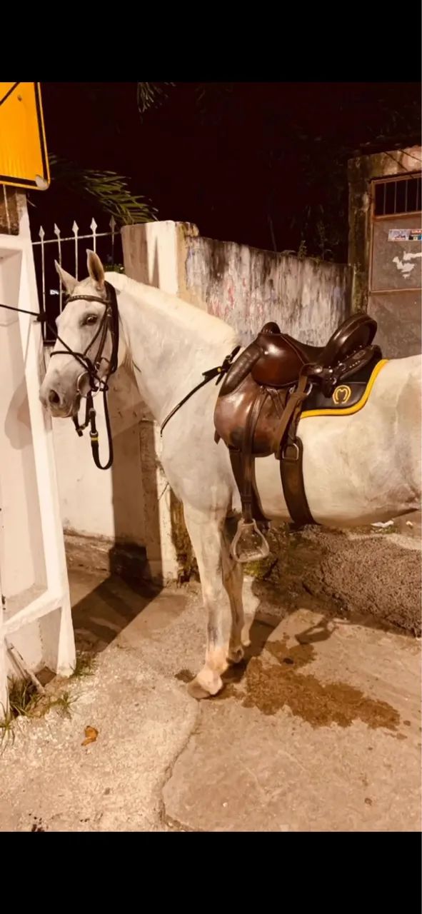 Vendo egua sem registro 7 anos em regime de pasto recém parida - Foto 4