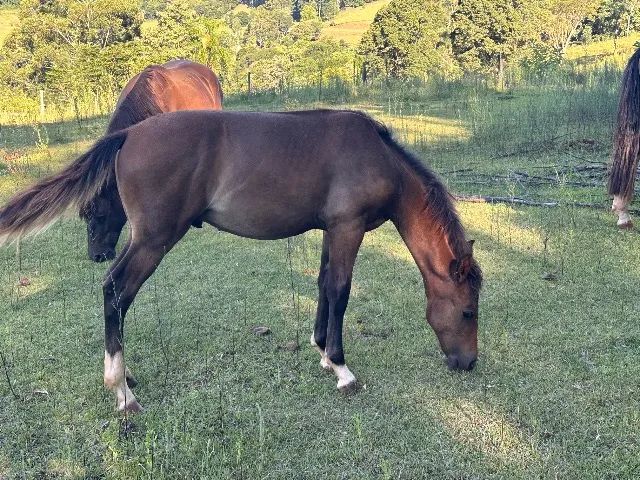 Potros Crioulo - Cavalo - Foto 2