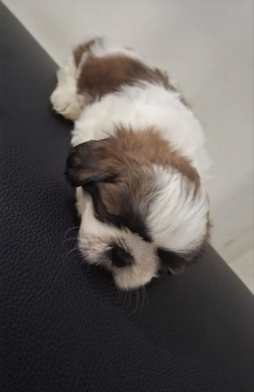 Lindos filhotes só tem 01 para sair logo  - Foto 2