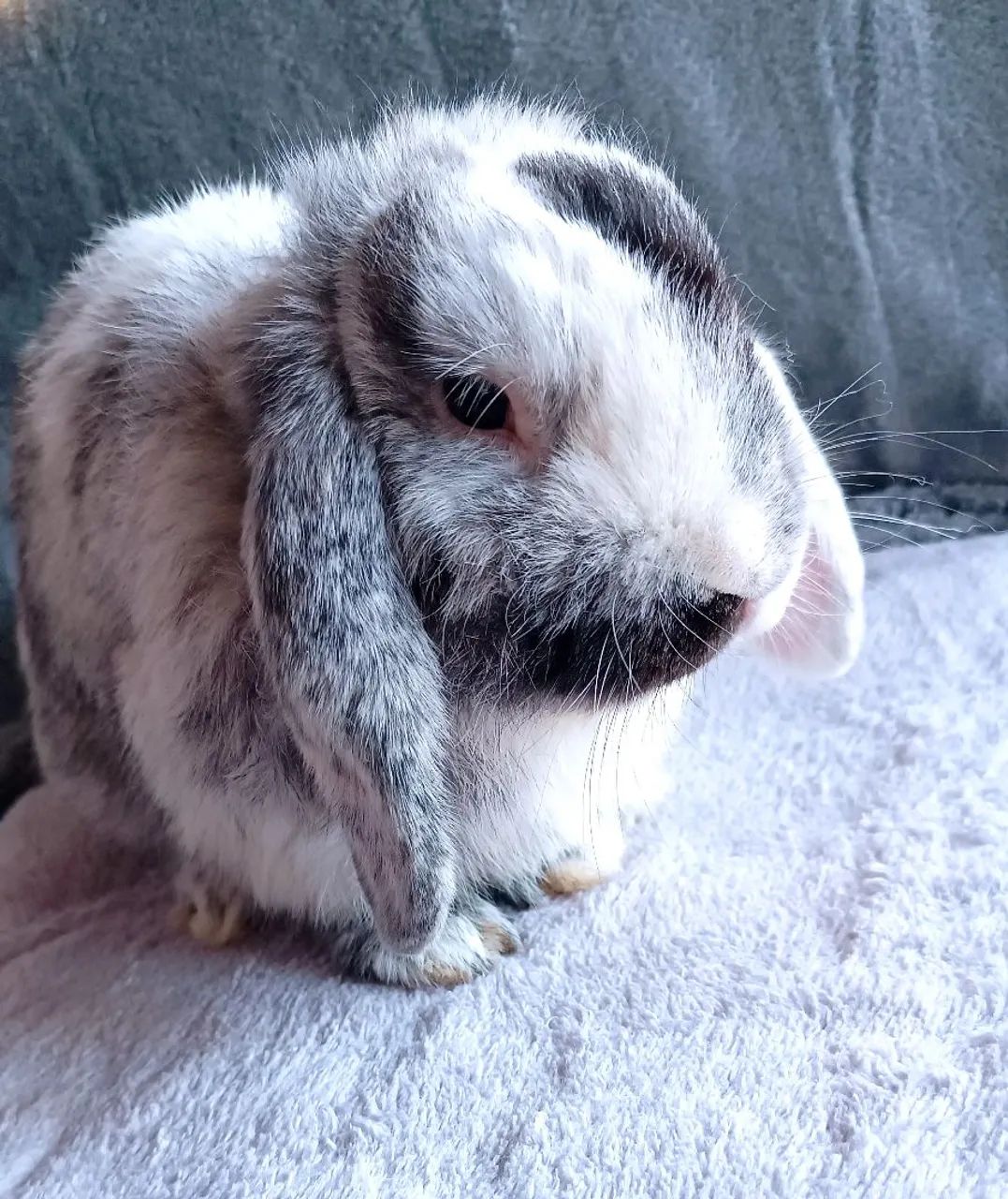 Coelhos Adultos disponíveis Mini lop e Netherlands 