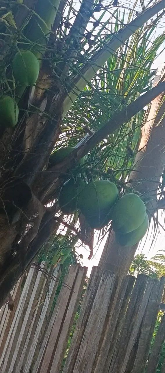 Coco - Foto 2