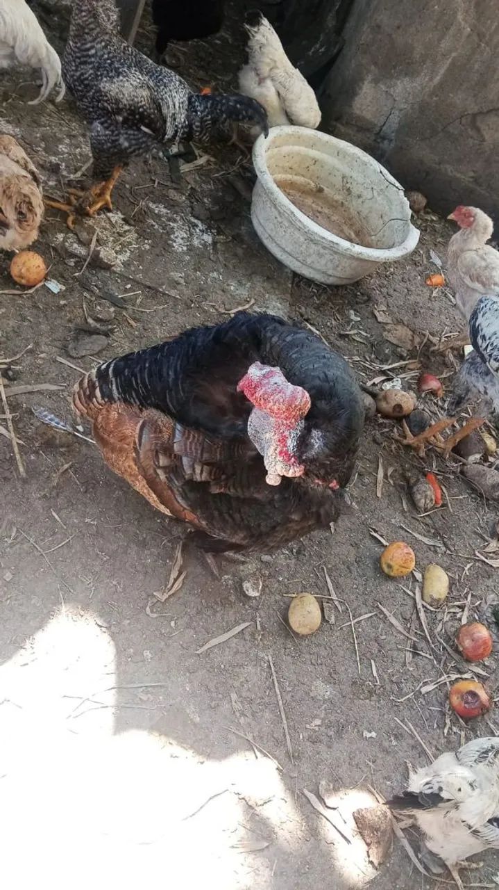 Casal de perú  - Foto 2