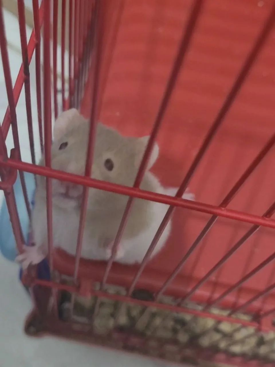 Vendo hamsters sírio filhotes  - Foto 3