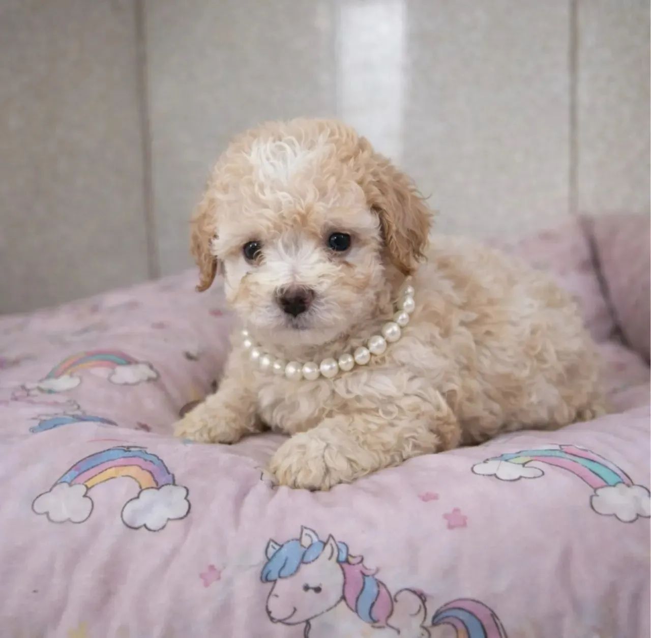 Poodle 