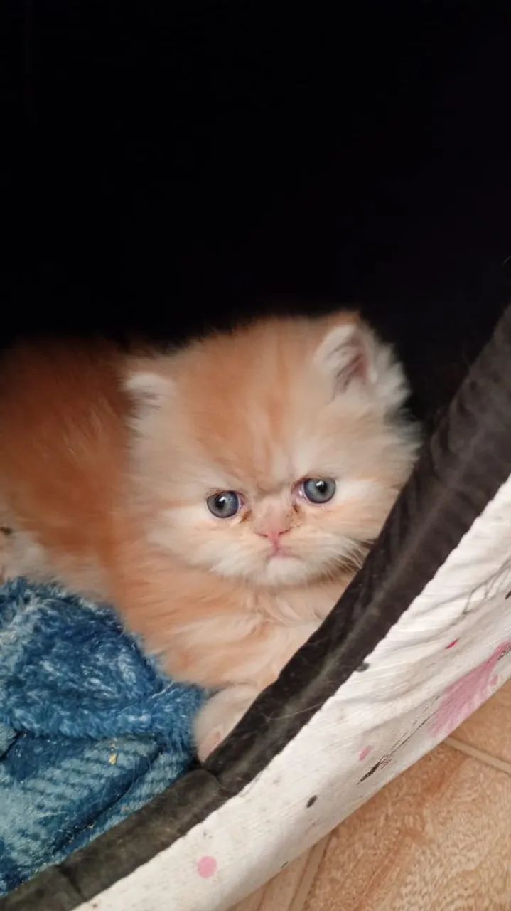 Gato Persa  - Foto 2