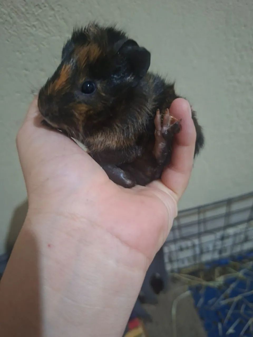 Porquinho da índia - Foto 5