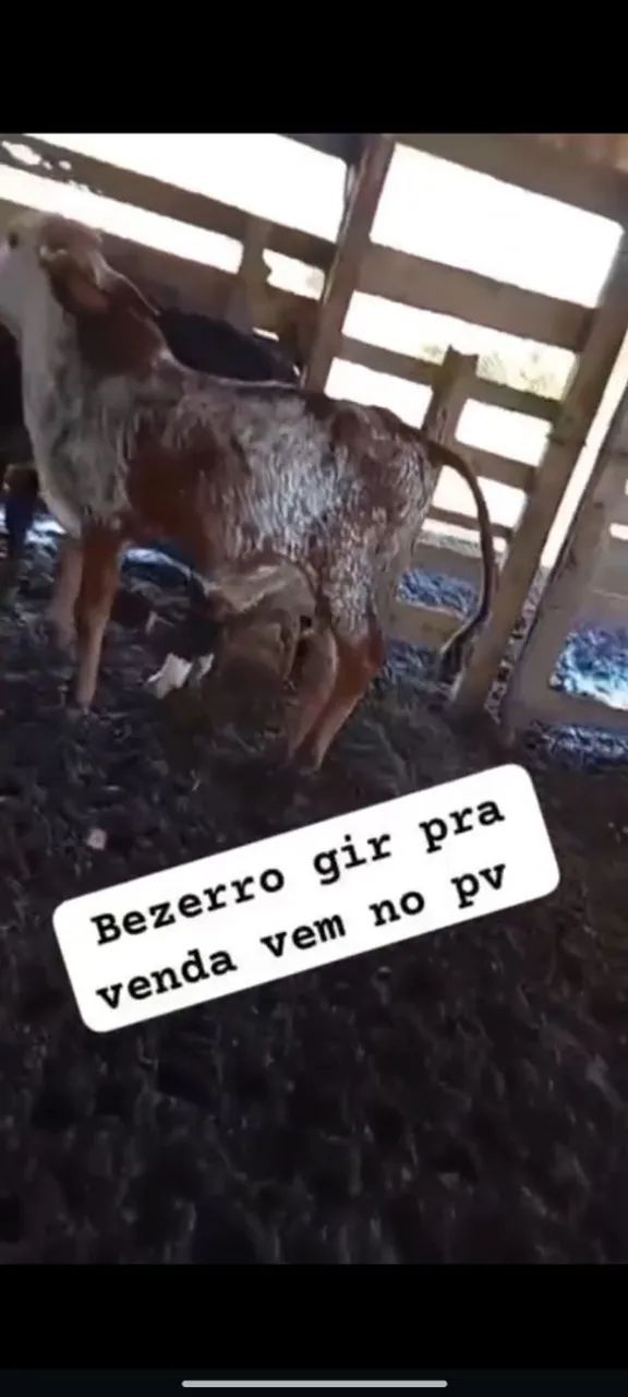Vaca e bezerro gir  - Foto 3