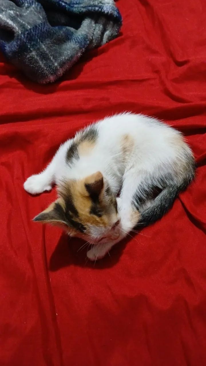 Doa-se gatinha  - Foto 2