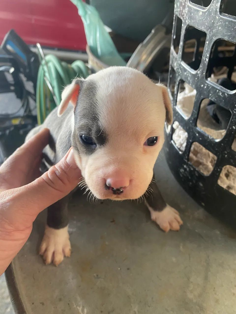 American bully - Foto 2