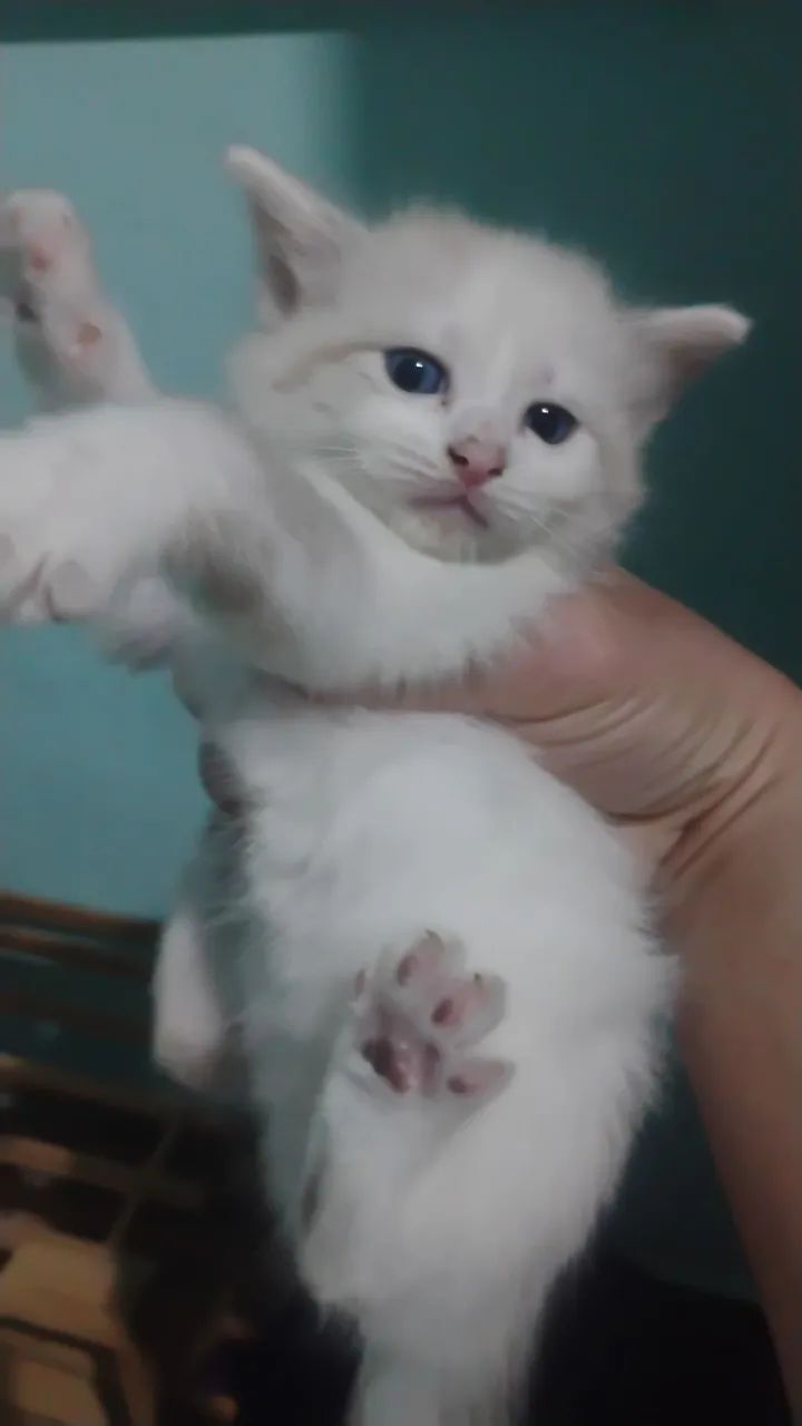 Gatinhos super fofos e alegres. - Foto 4