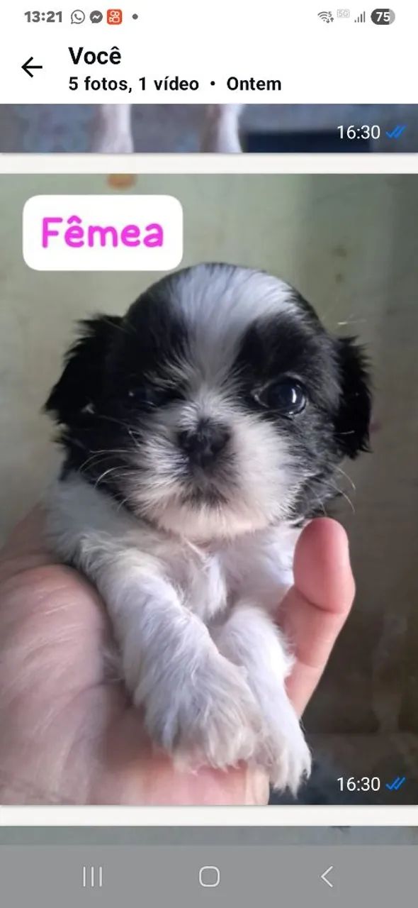 Shih-tzu filhotes  - Foto 5