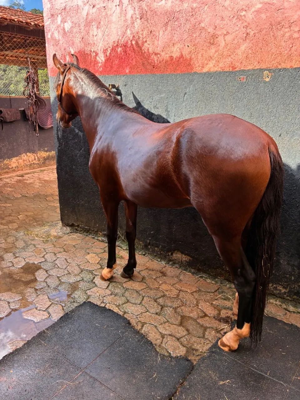 Potro