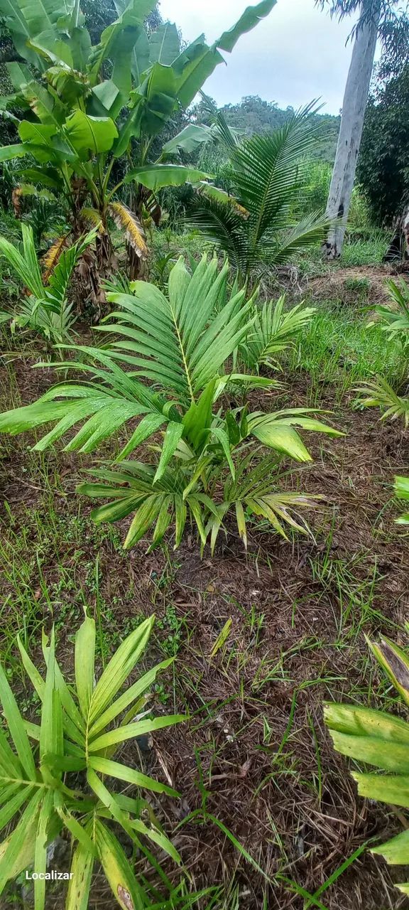 Plantas - Foto 5