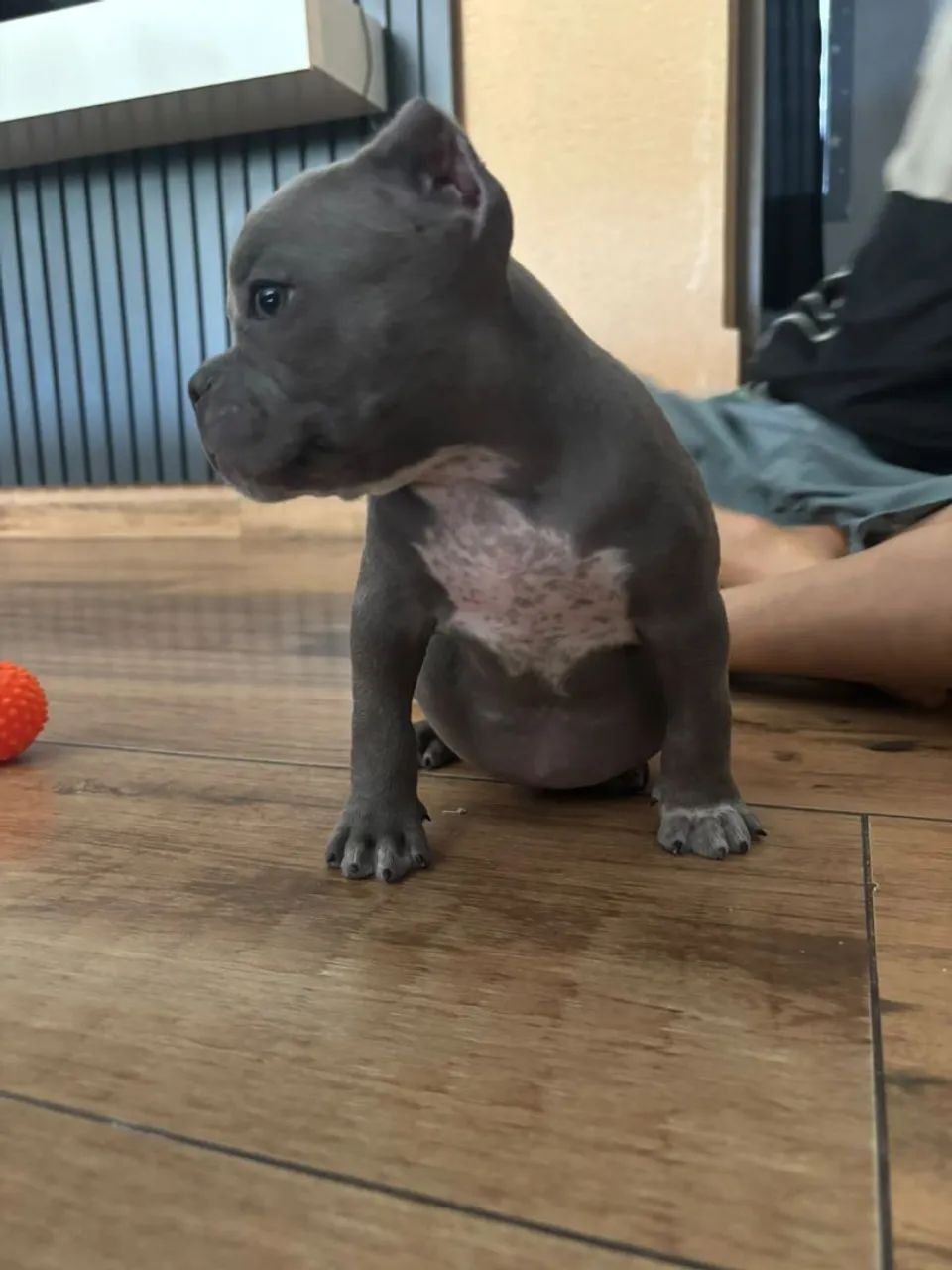 American Bully 
