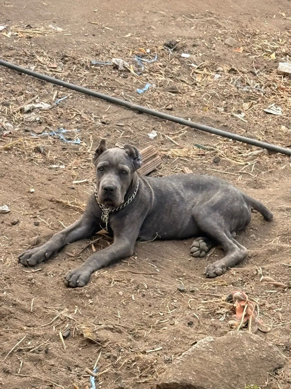 Cane corso macho 4 meses - Foto 2
