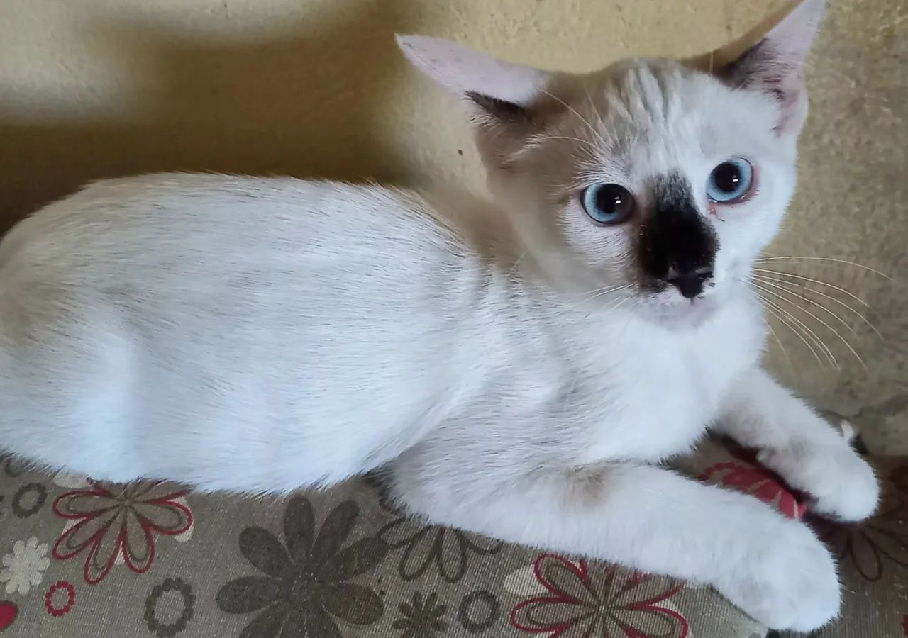 Lindo filhote Macho disponível para Adoção