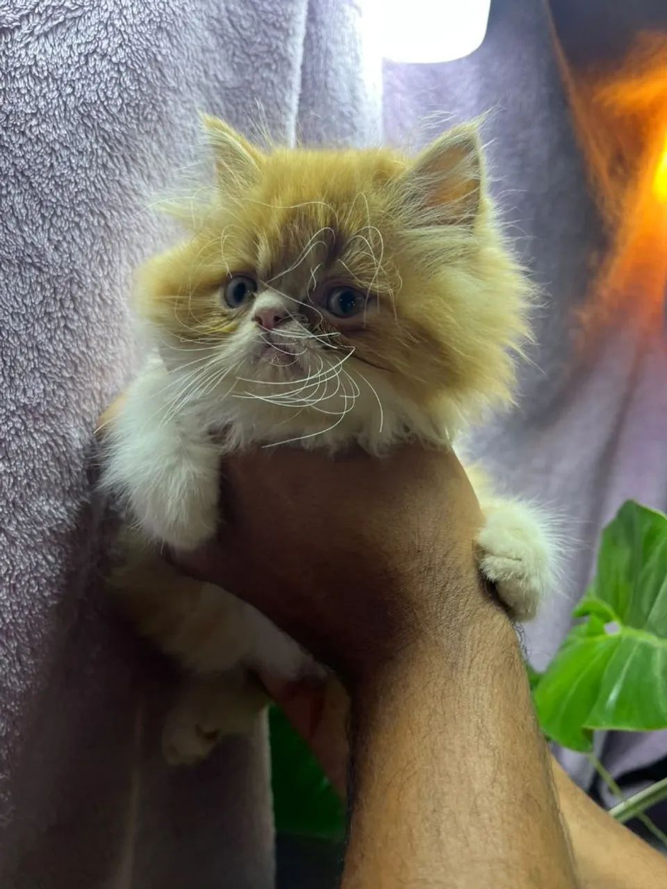Persas lindos e encantadores - Foto 4