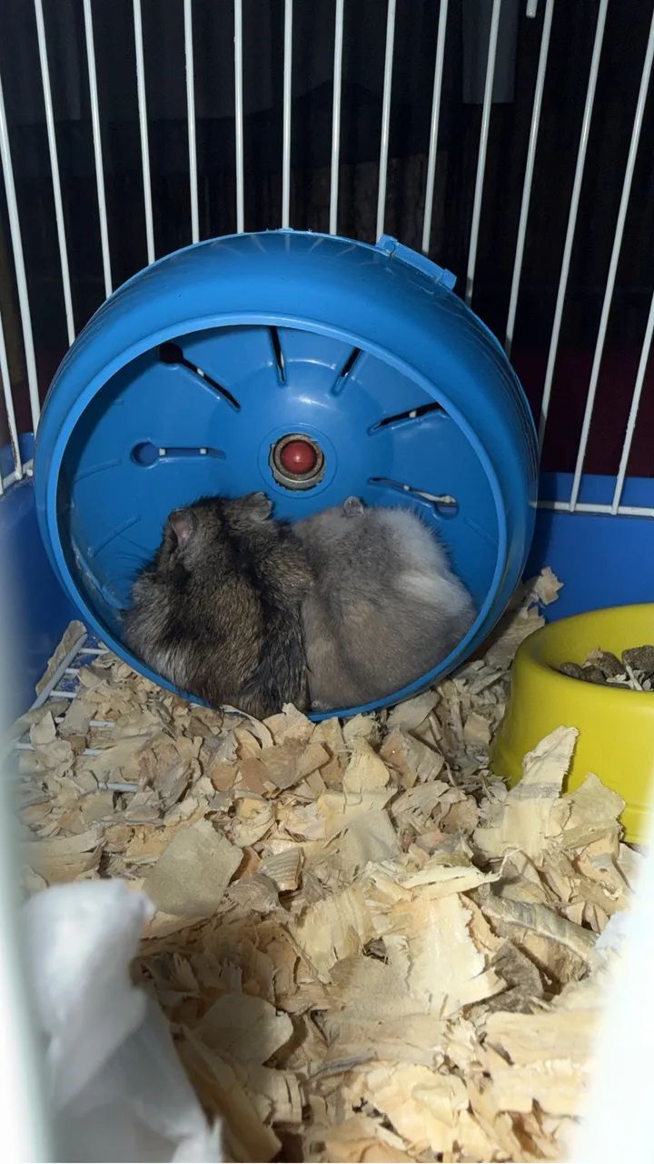 Vendo Hamster  - Foto 3