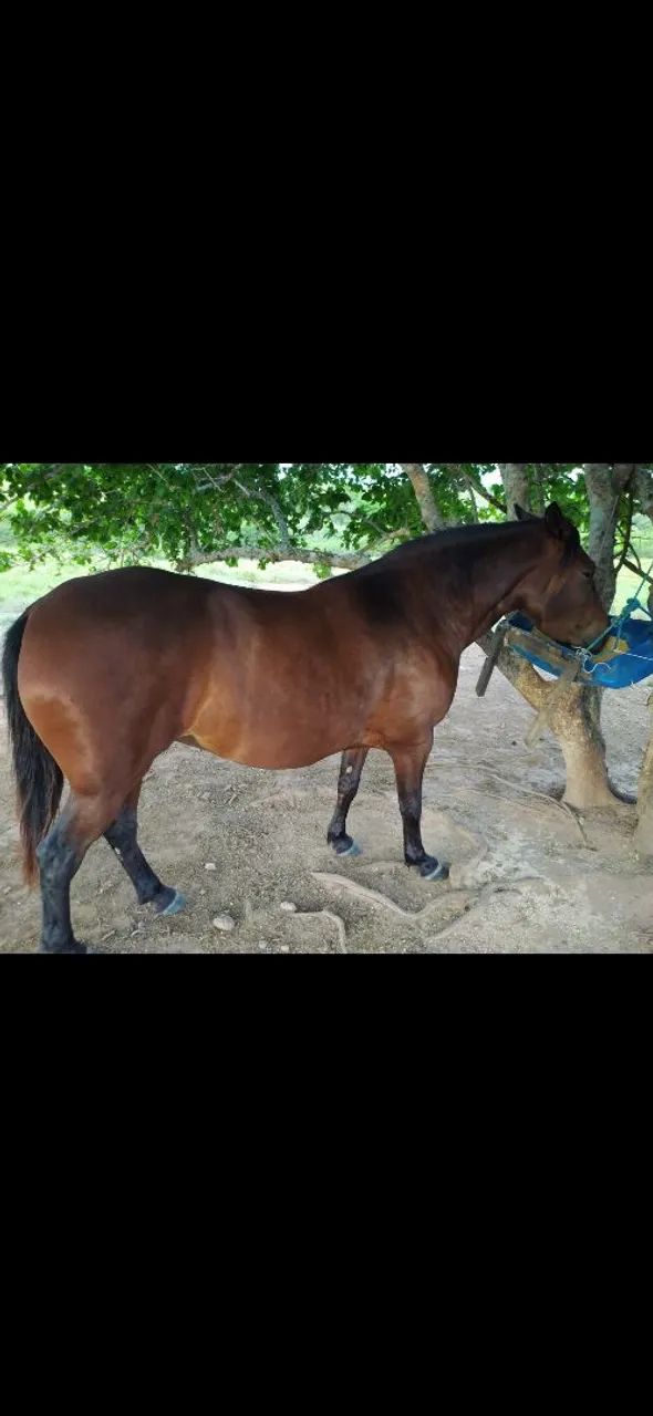 Égua mangalarga  - Foto 3