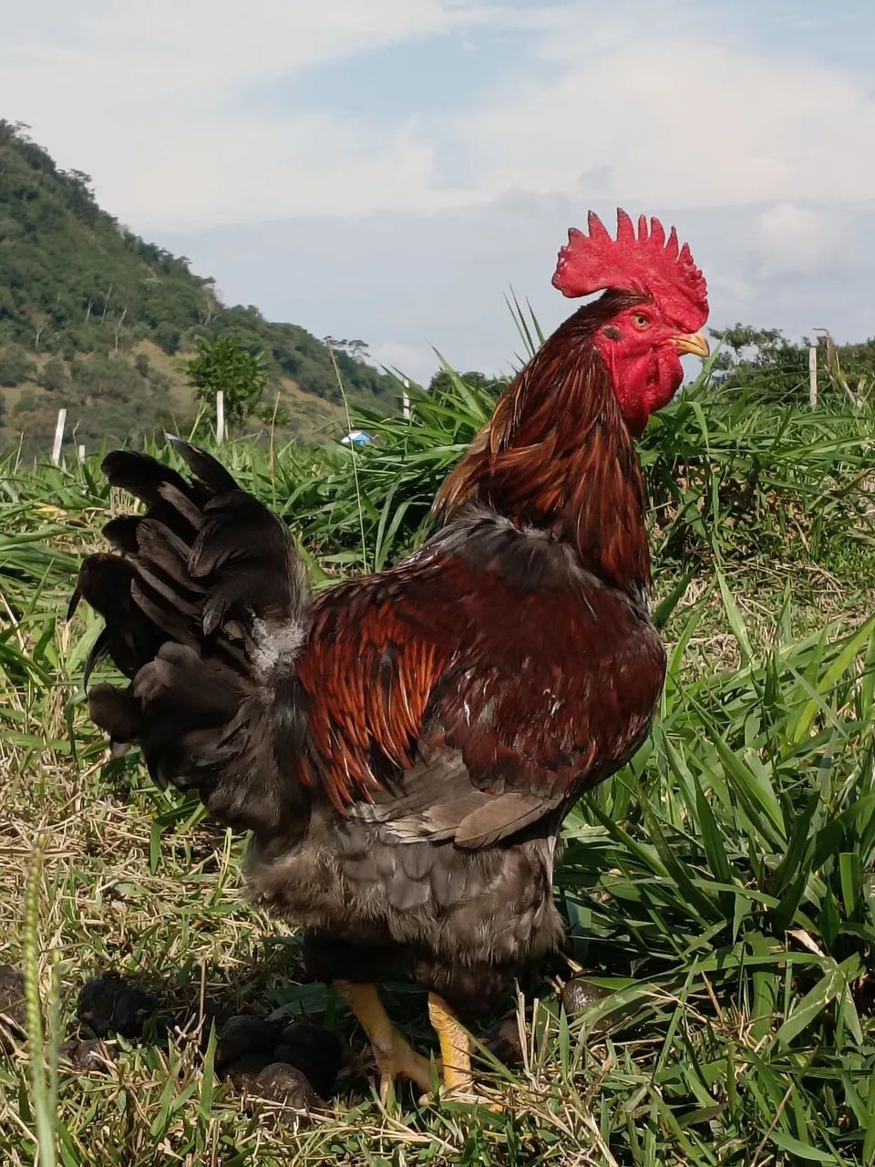 Frango GSB com ótima genética 