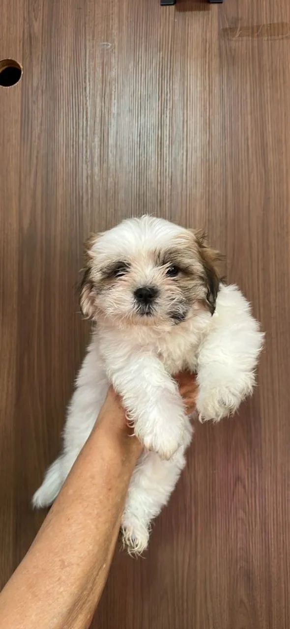 Schitzu com Mstes 750,00 - Foto 3
