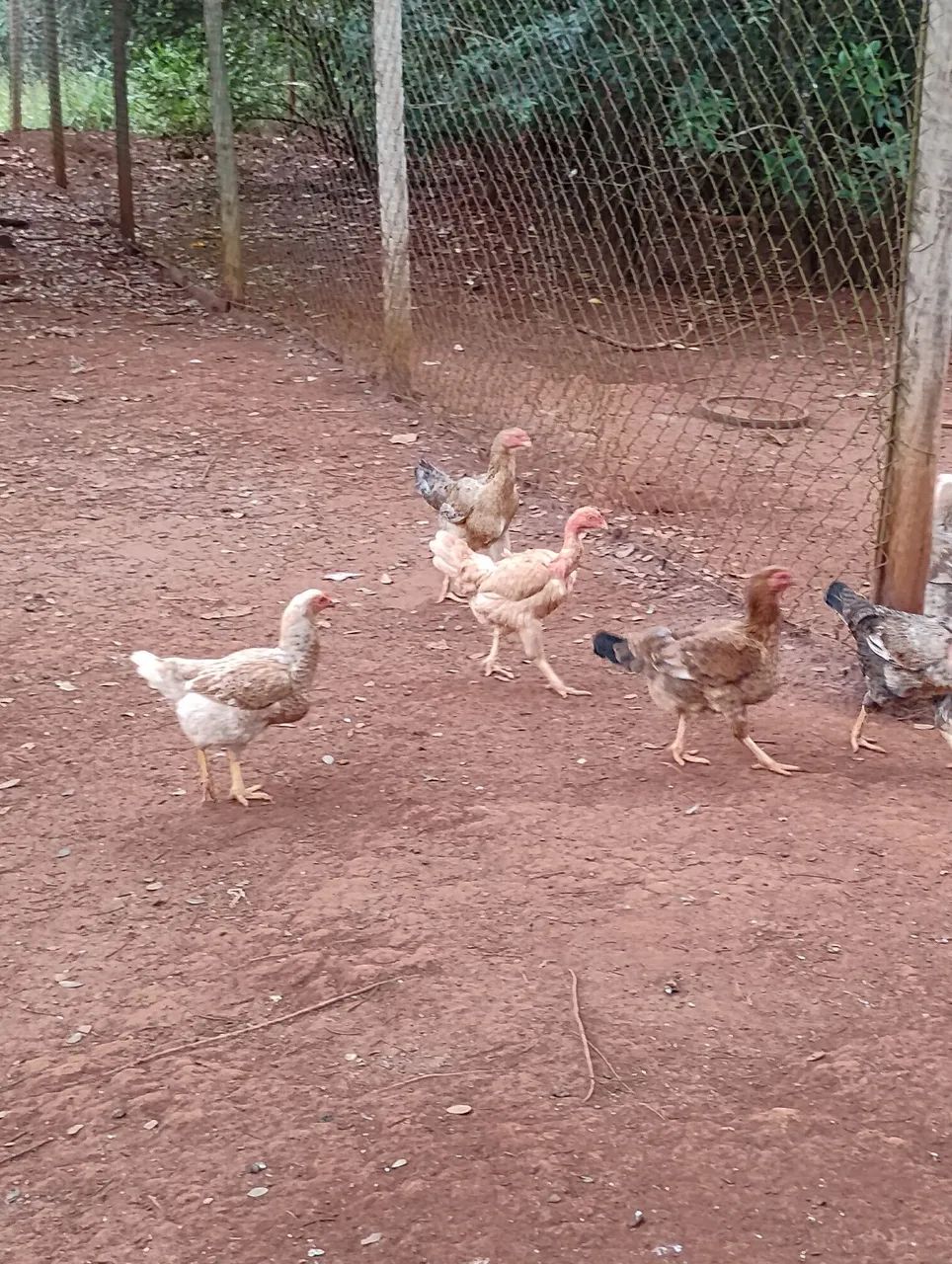 Galinha caipira 