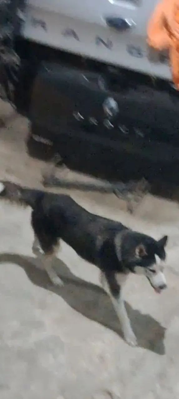 Husk Siberiano Macho Com 1 Ano - Foto 3