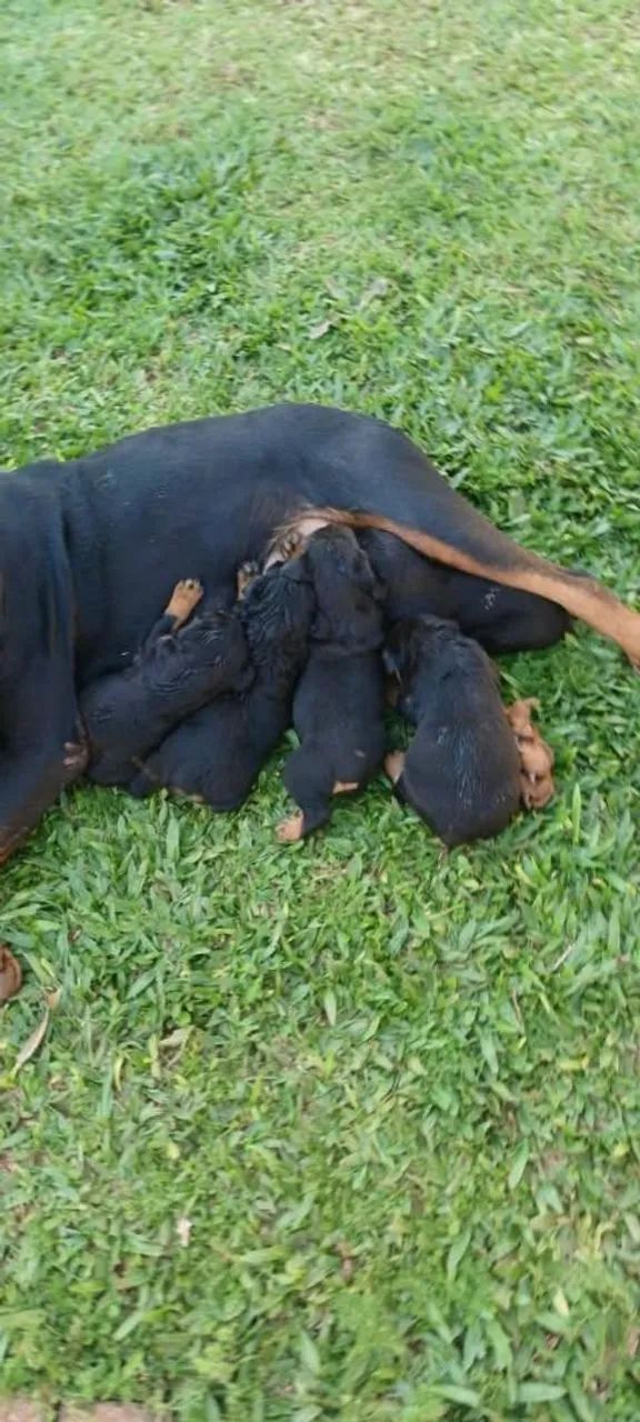 Filhote de Rottweiler  - Foto 3