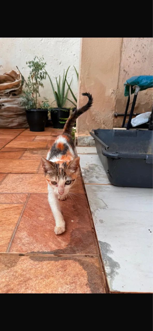 Gatinha para doação 