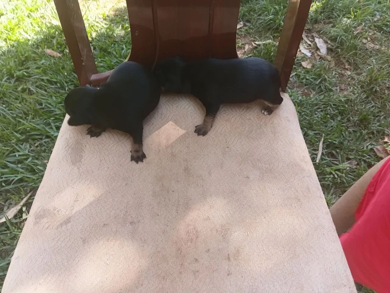 Pincher