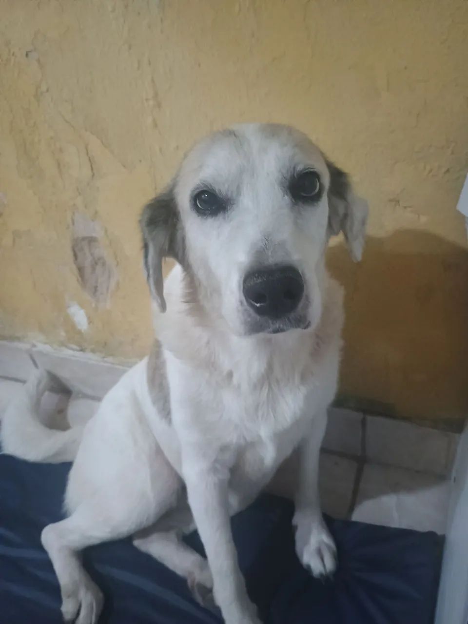 Cadela muito manssa castrada 