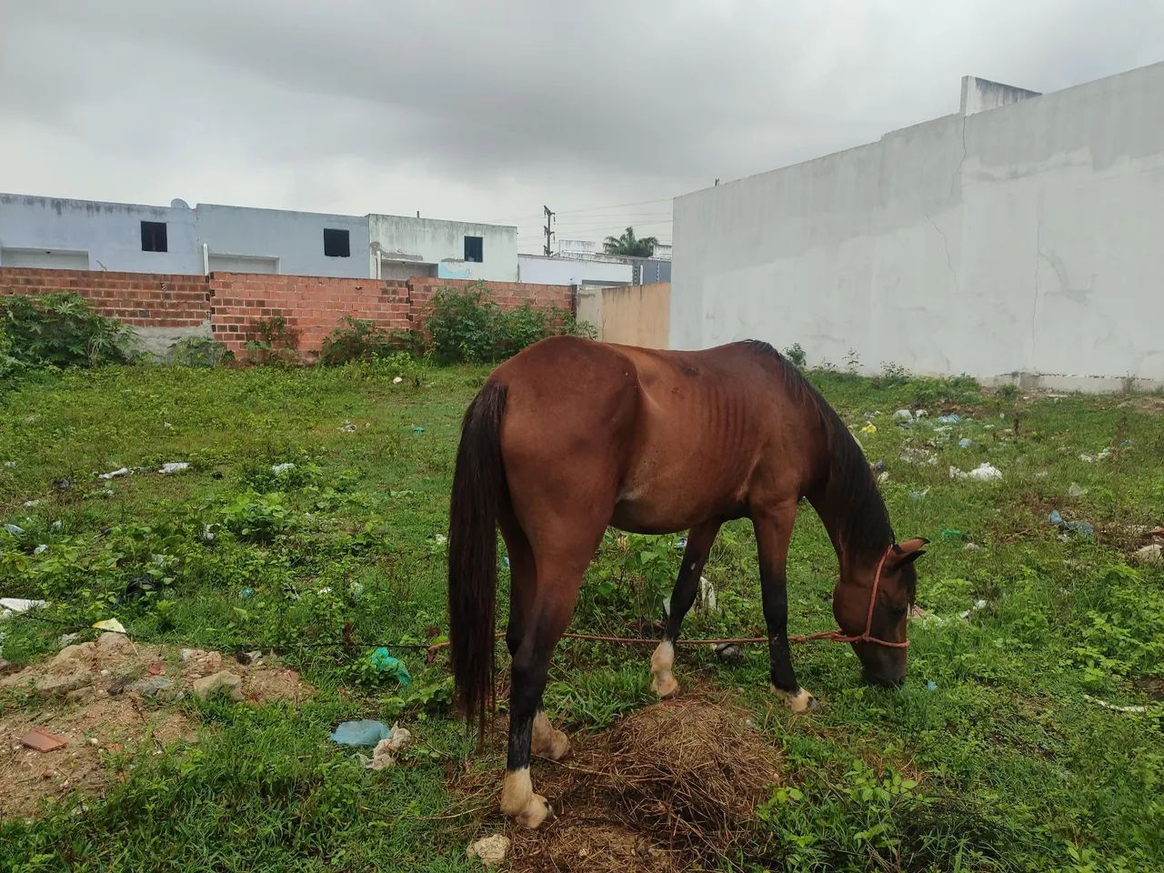 Besta mística  - Foto 3