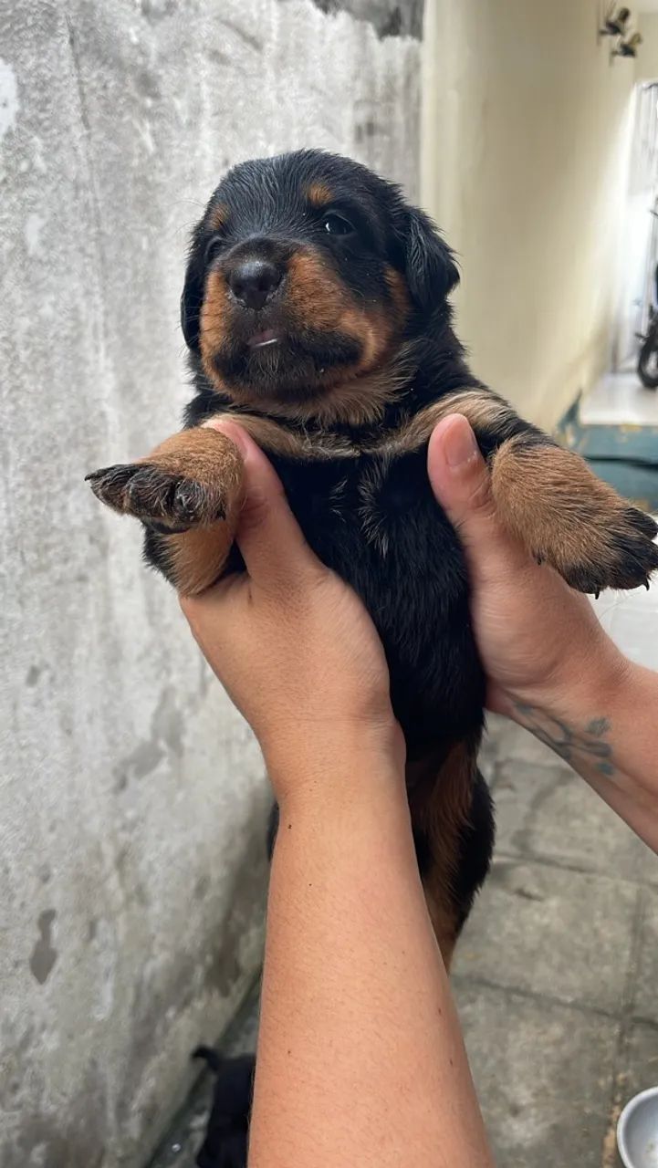 Rottweiler  - Foto 2