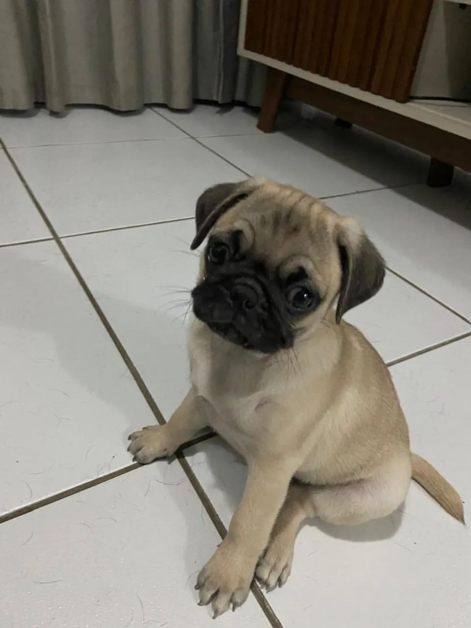 FILHOTE  PUG