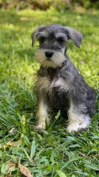 Schnauzer todas as vacinas 