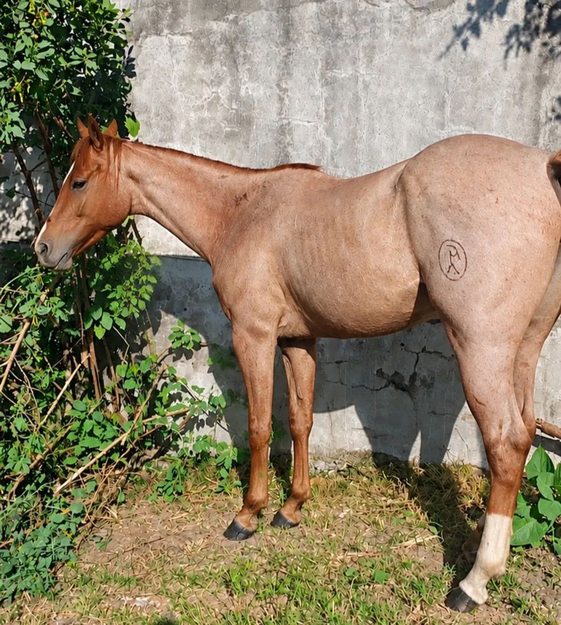 Potra Quarto de Milha documentada - Foto 2