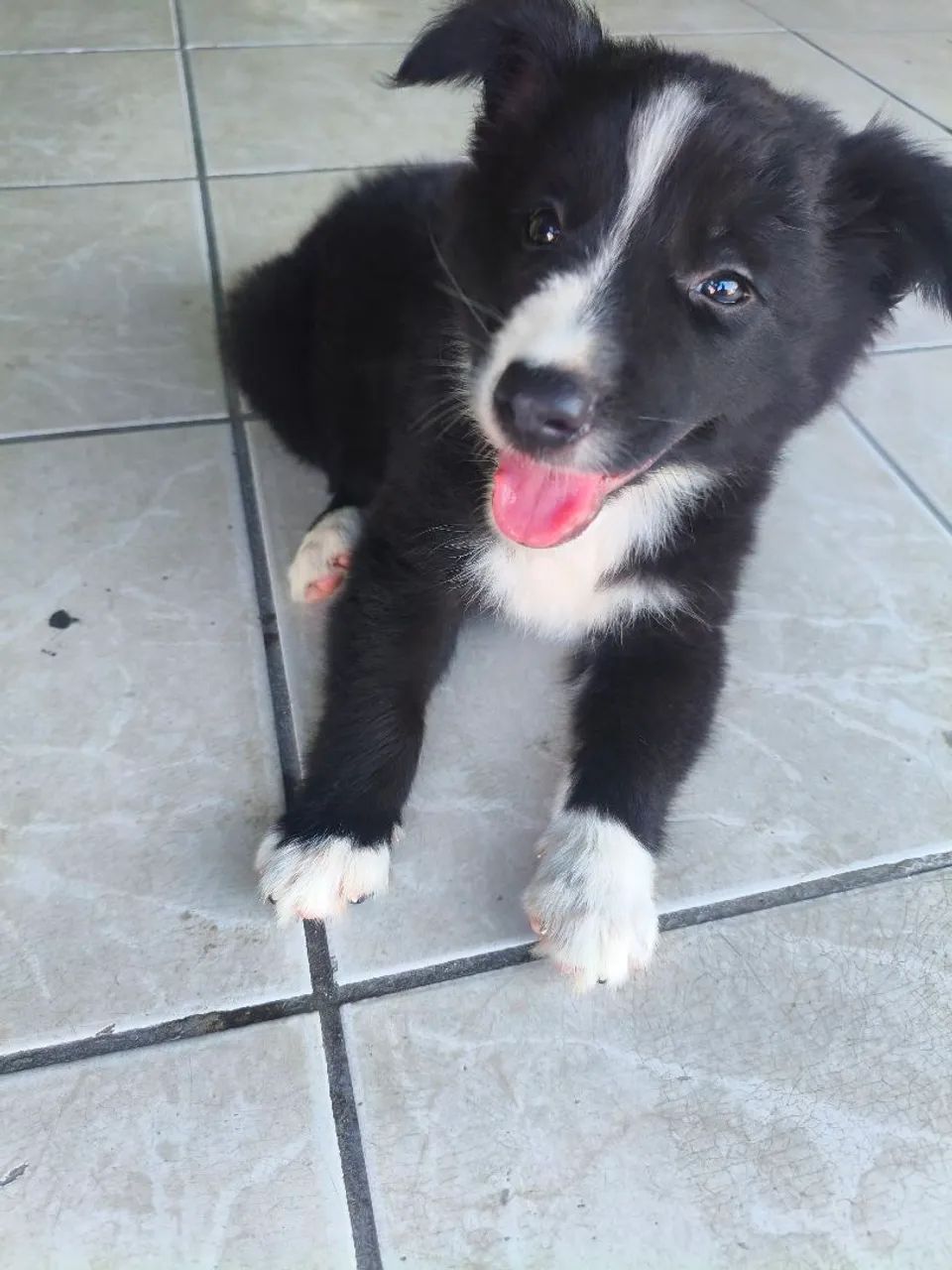 Filhote de border collie  - Foto 3