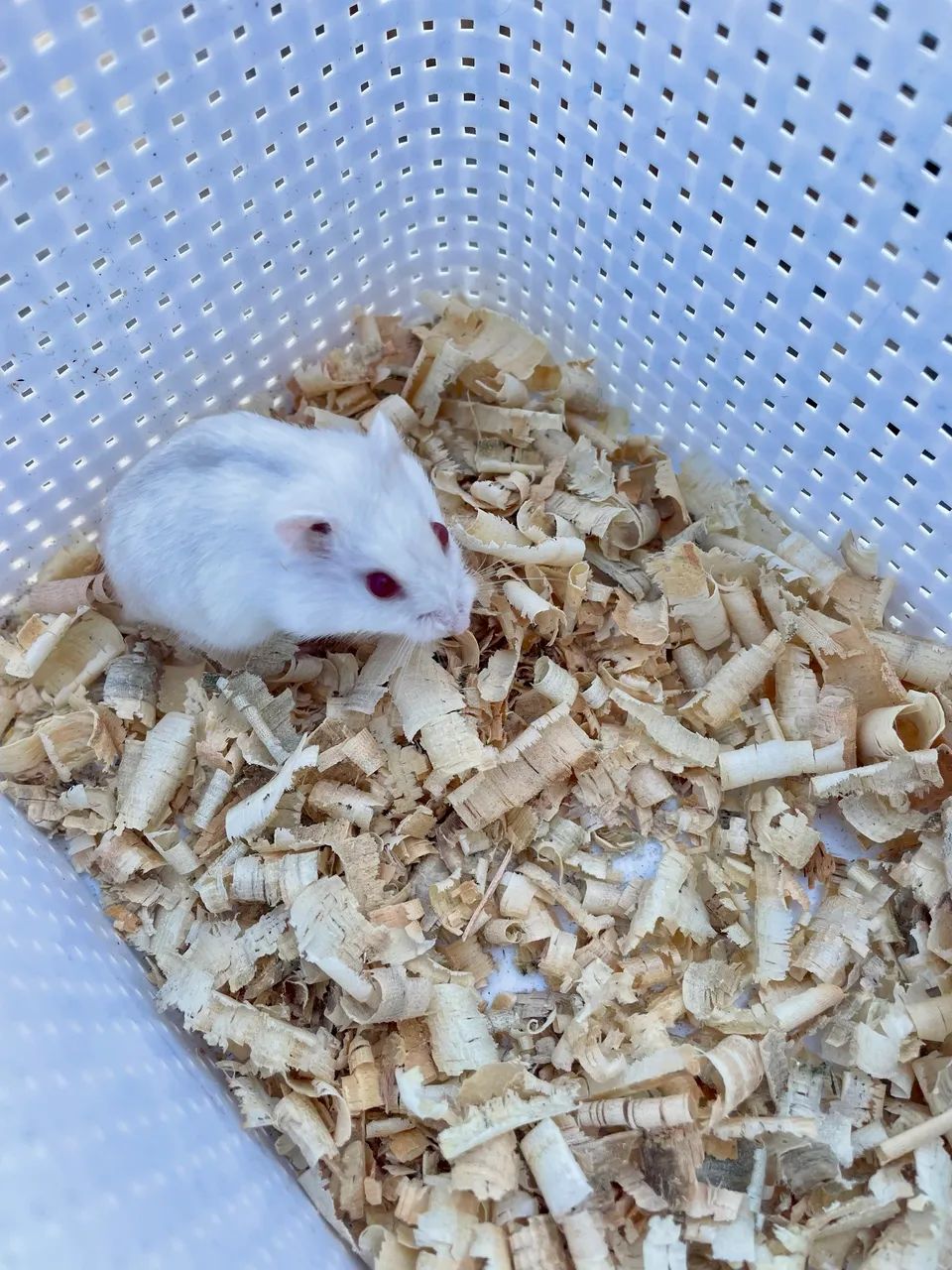Hamster anão russo filhotes - Foto 6