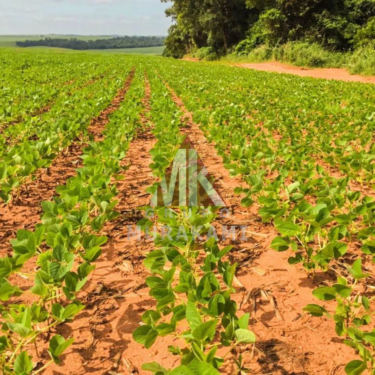 FAZENDA - FLORESTÓPOLIS - PARANÁ - Foto 5