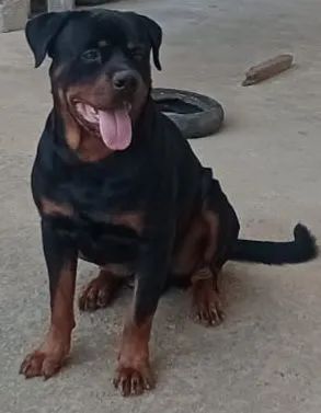Rottweiler 